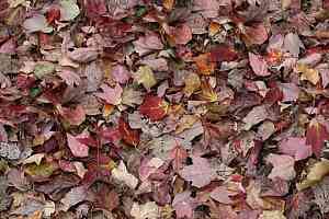 Ковролин ForboFlotex Vision Image 000532 Red Leaves фото  | FLOORDEALER